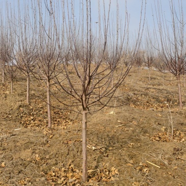 3-5公分光辉海棠