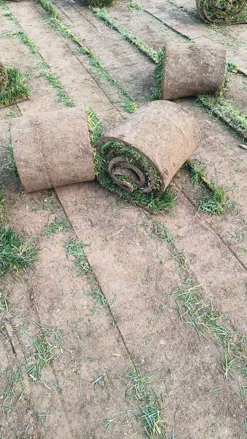 四季青草坪，高羊茅草坪，早熟禾草坪