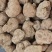 海南虎乳菌切片大片大量批发厂家直销一手货源
