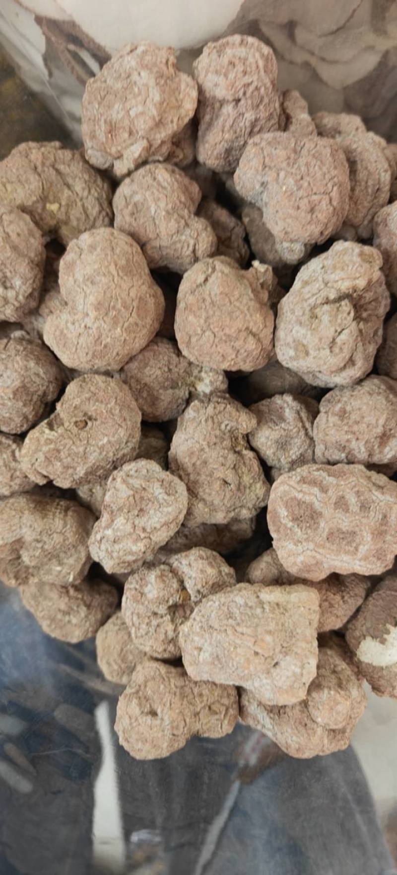 海南虎乳菌切片大片大量批发厂家直销一手货源