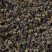 湖北省咸丰主产野菊花，长年销售野菊花