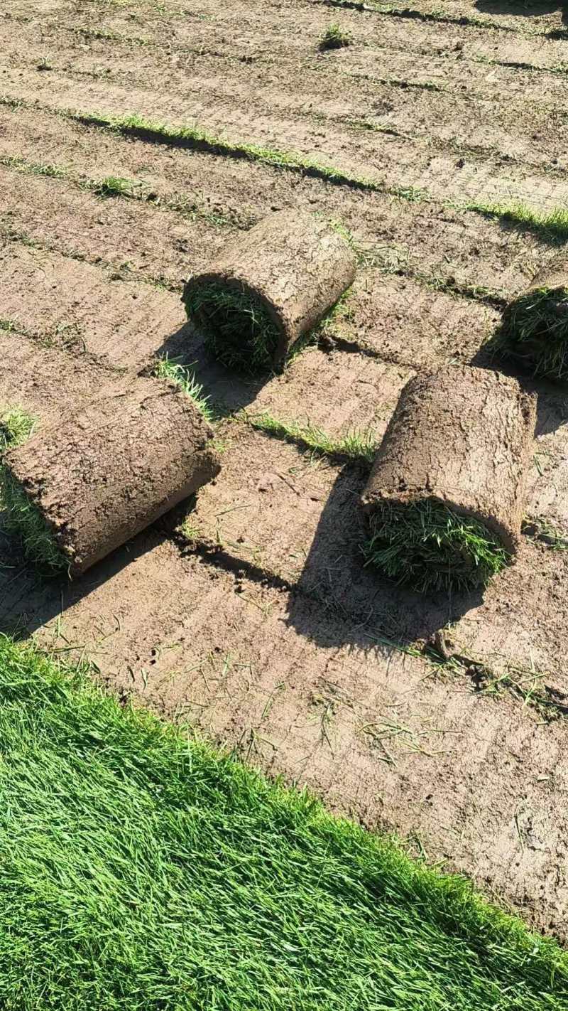 【果岭草】冷季型草坪草皮