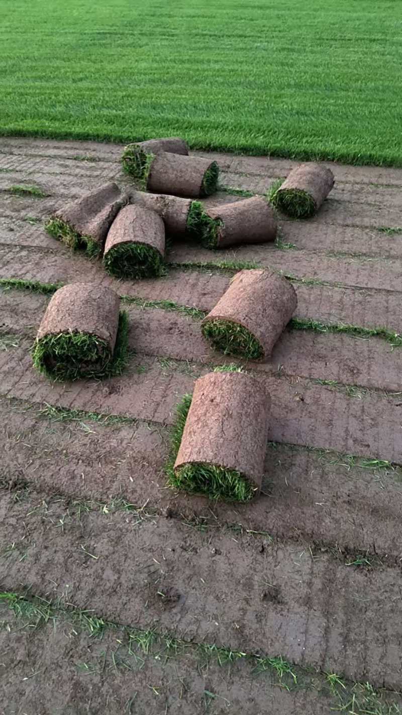 果岭草