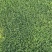【剪股颖】四季青草坪，剪股颖草皮