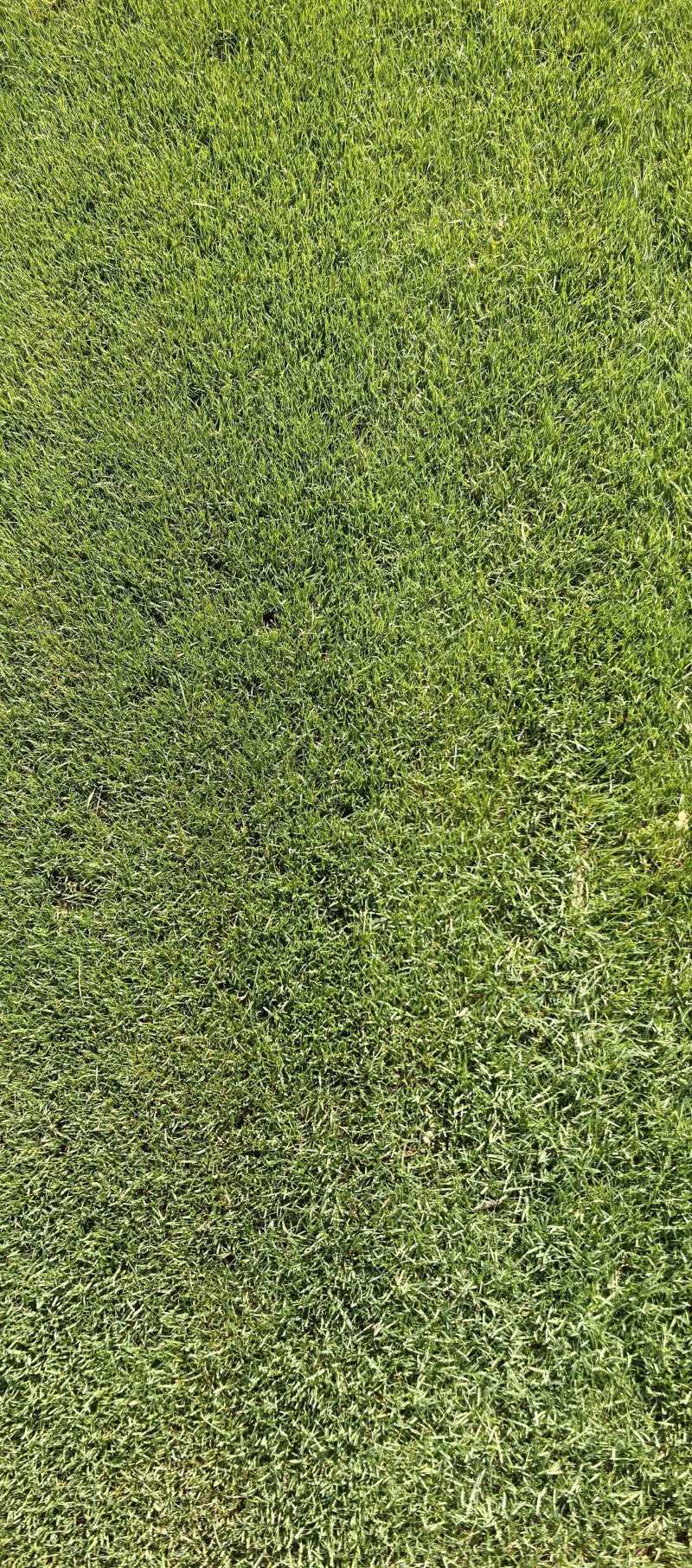 【剪股颖】四季青草坪，剪股颖草皮