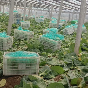 精品甘蓝，价格便宜个头大口感好颜色青绿