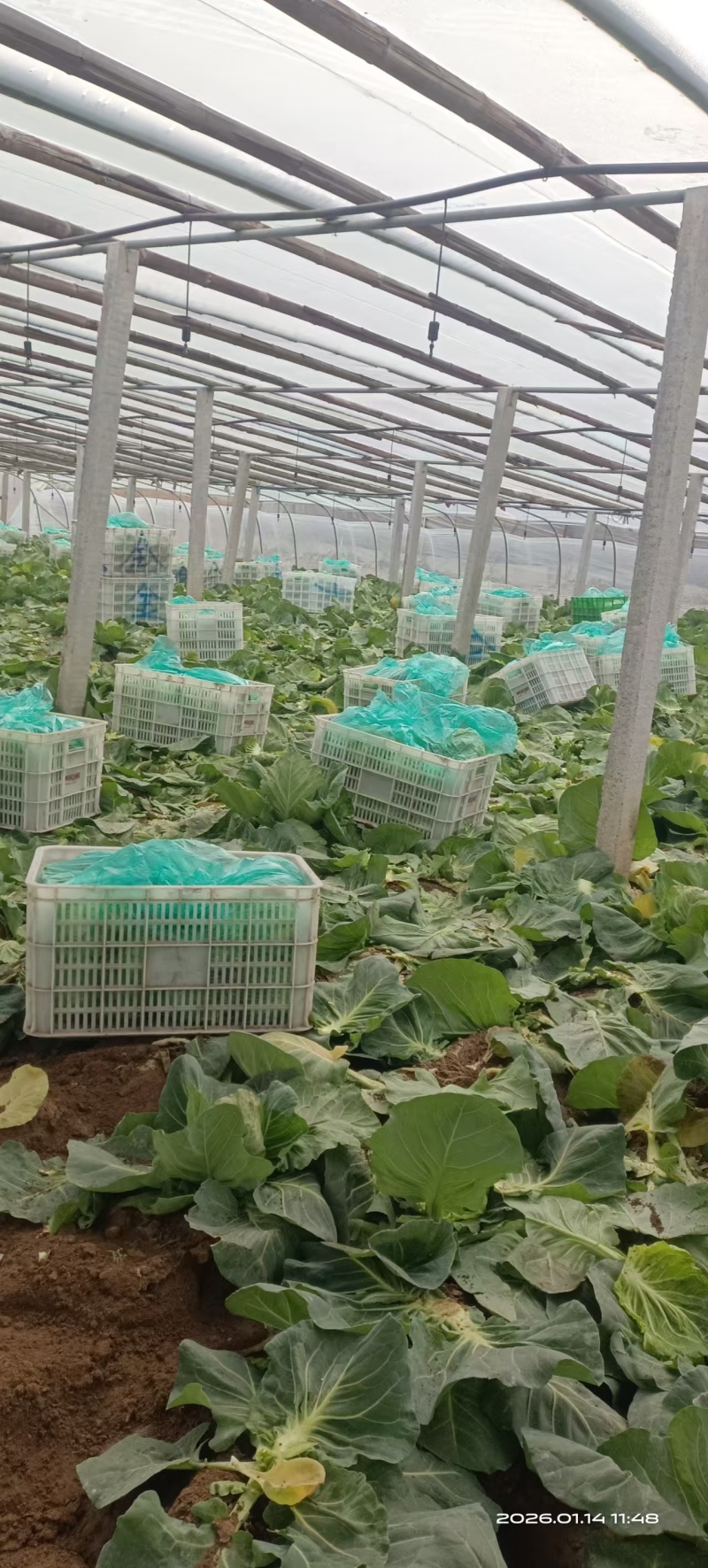 精品甘蓝，价格便宜个头大口感好颜色青绿