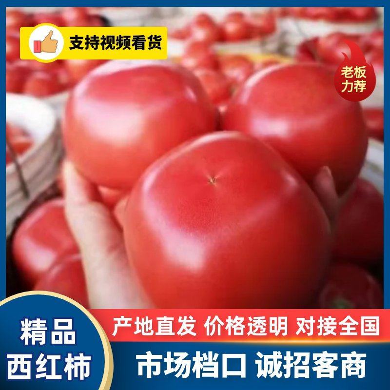 【实力】普罗旺斯西红柿产地直发自产自销量大从优