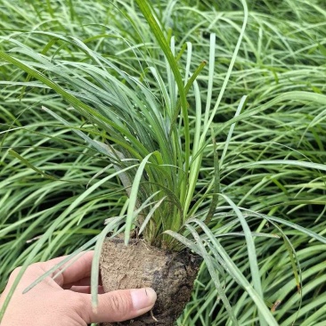 麦冬草