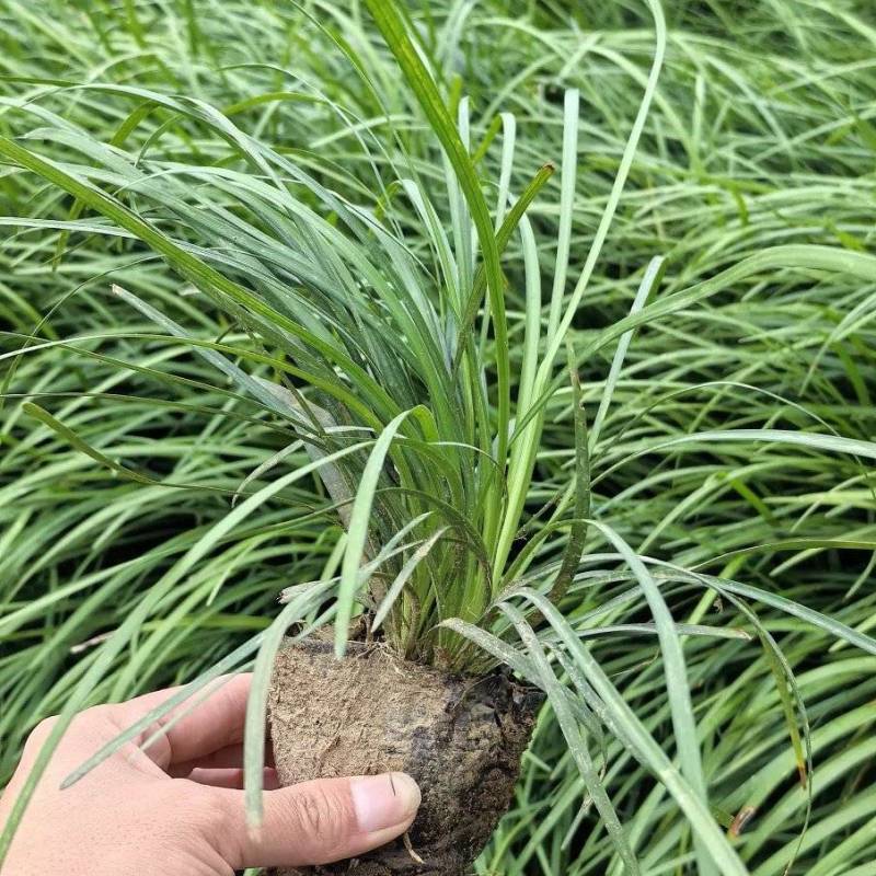 麦冬草