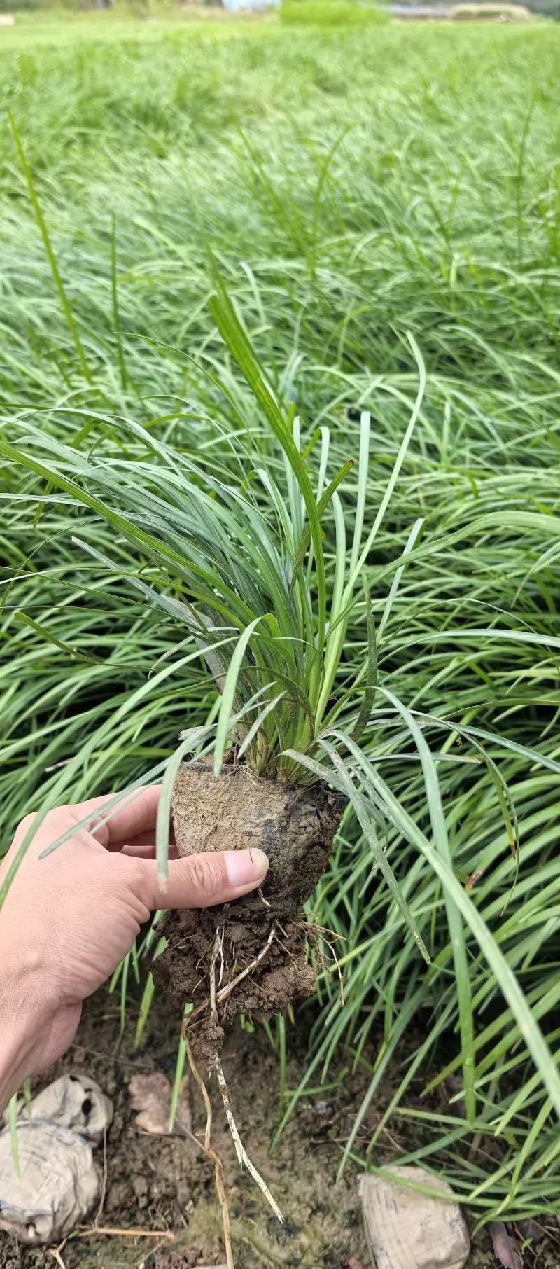 麦冬草