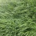 麦冬草