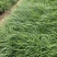 麦冬草