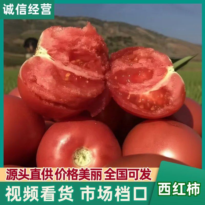 【优选】山西太原精品普罗旺斯西红柿大量供应对接电商超市
