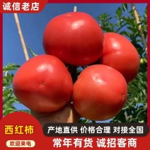 【推荐】普罗旺斯西红柿大量供应视频看货质优价廉