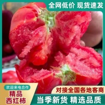 【实力】精品普罗旺斯西红柿大量供应现摘现发一手货源