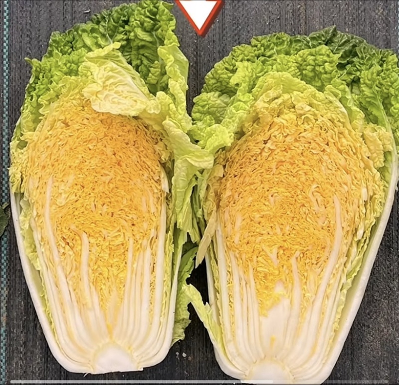 黄心白菜