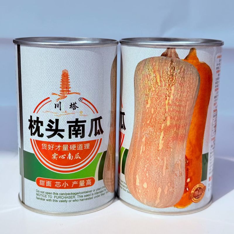 大田种植川塔枕头南瓜种子中晚熟又甜又面肉厚肉质粉甜香味浓