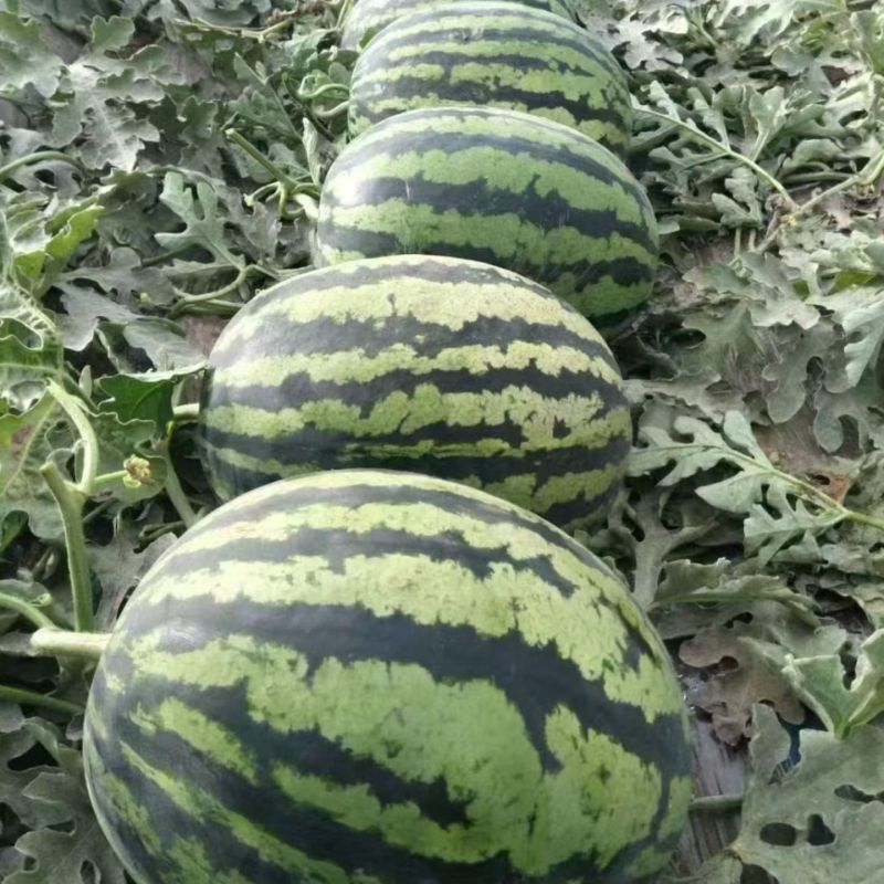 汇疏优蜜麒麟耐裂,耐炸懒汉超甜大果西瓜,果实圆球形麒麟