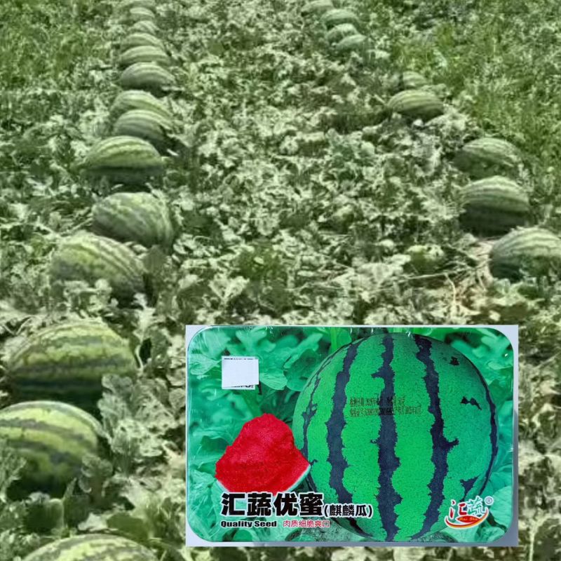 汇疏优蜜麒麟耐裂,耐炸懒汉超甜大果西瓜,果实圆球形麒麟