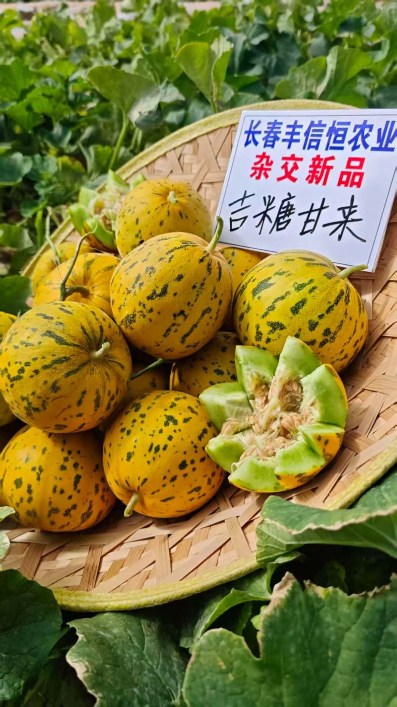 丰信恒糖蕾甜瓜种子花皮绿肉豹点花纹香瓜种籽脆甜八里香瓜种