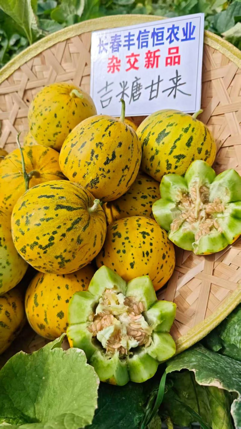 丰信恒糖蕾甜瓜种子花皮绿肉豹点花纹香瓜种籽脆甜八里香瓜种