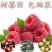 树莓无菌脱毒组培苗