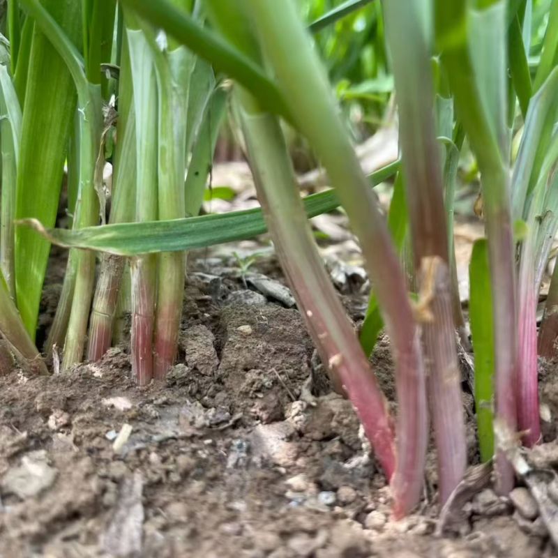 改良独根红韭菜种子紫根菜籽耐热耐寒高产四季蔬菜种子多年生
