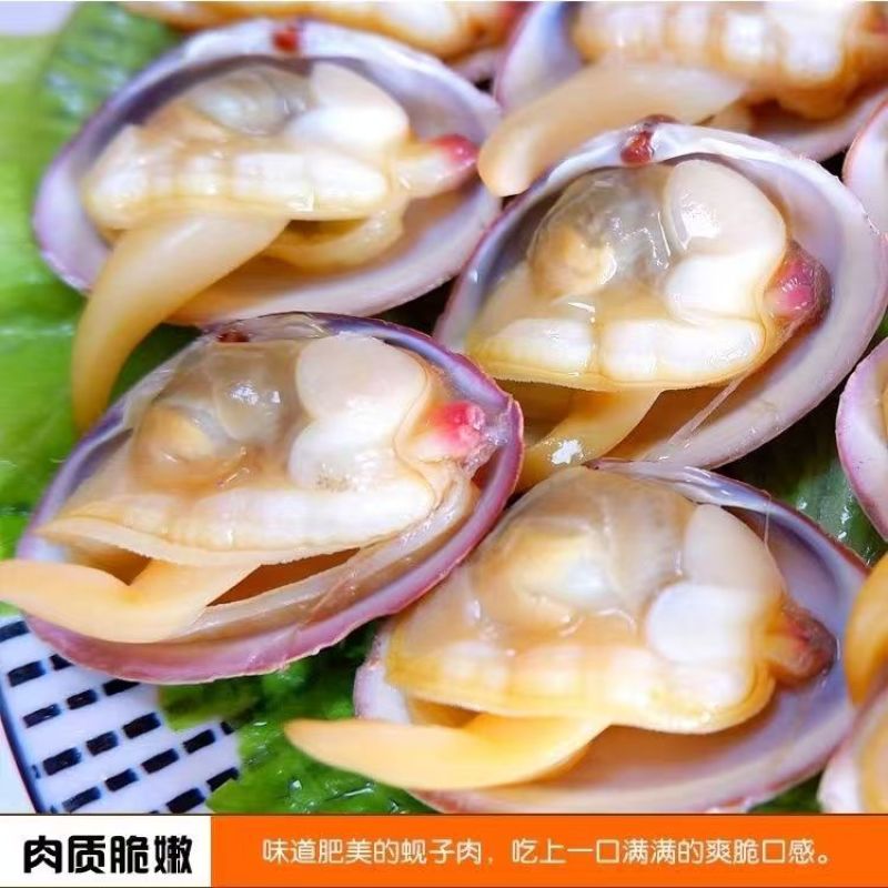 【黄蚬子】辽宁丹东黄蚬子大量有货产地直供欢迎咨询