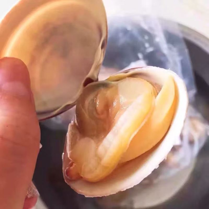【黄蚬子】辽宁丹东黄蚬子大量有货产地直供欢迎咨询