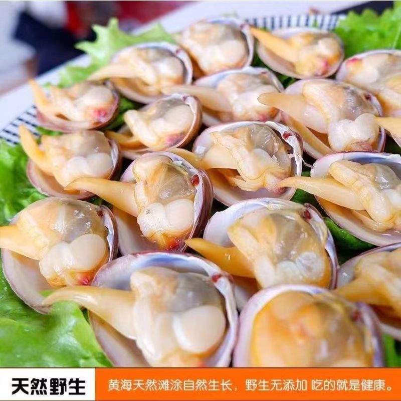 【黄蚬子】辽宁丹东黄蚬子大量有货产地直供欢迎咨询
