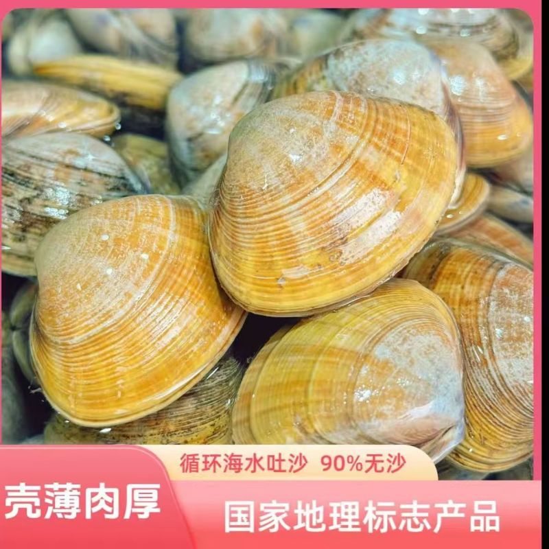 【黄蚬子】辽宁丹东黄蚬子大量有货产地直供欢迎咨询