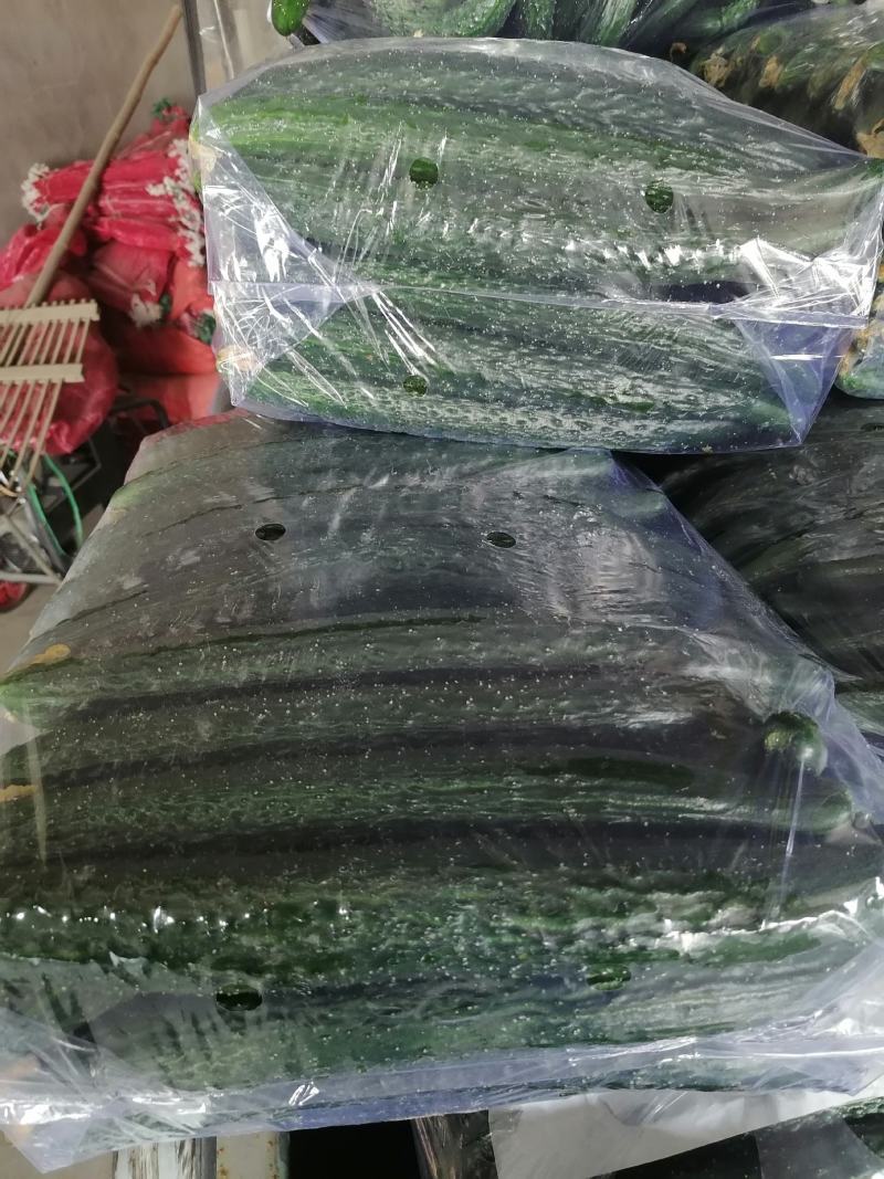 河南夏邑黄瓜密刺油亮今天价格每斤六毛整车发货