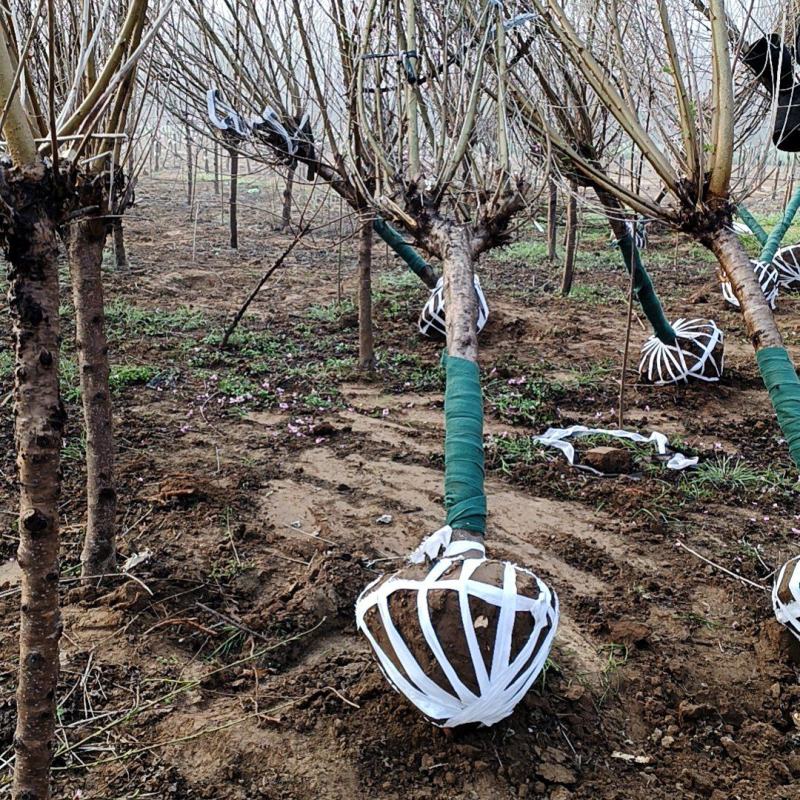 8公分桃树江苏桃树基地