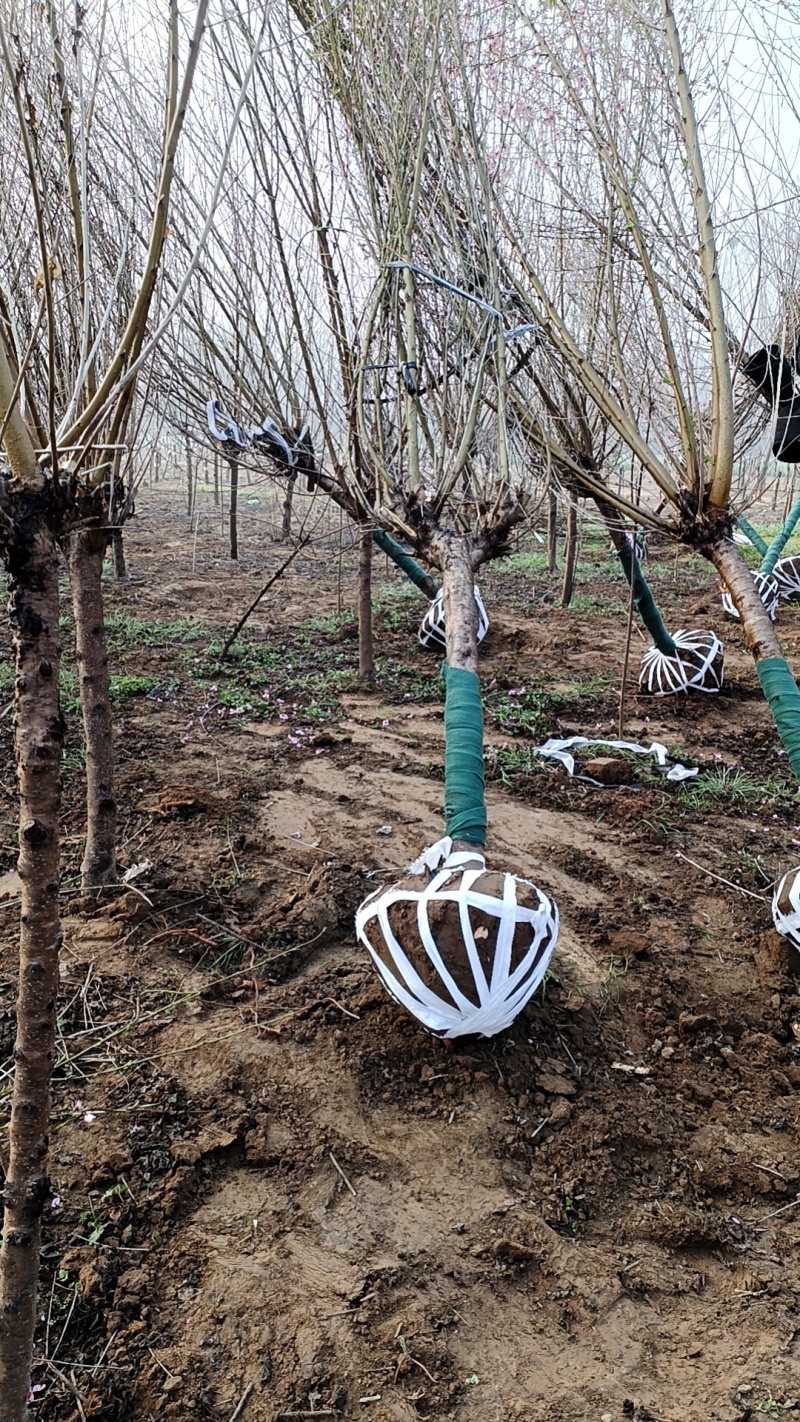 8公分桃树江苏桃树基地