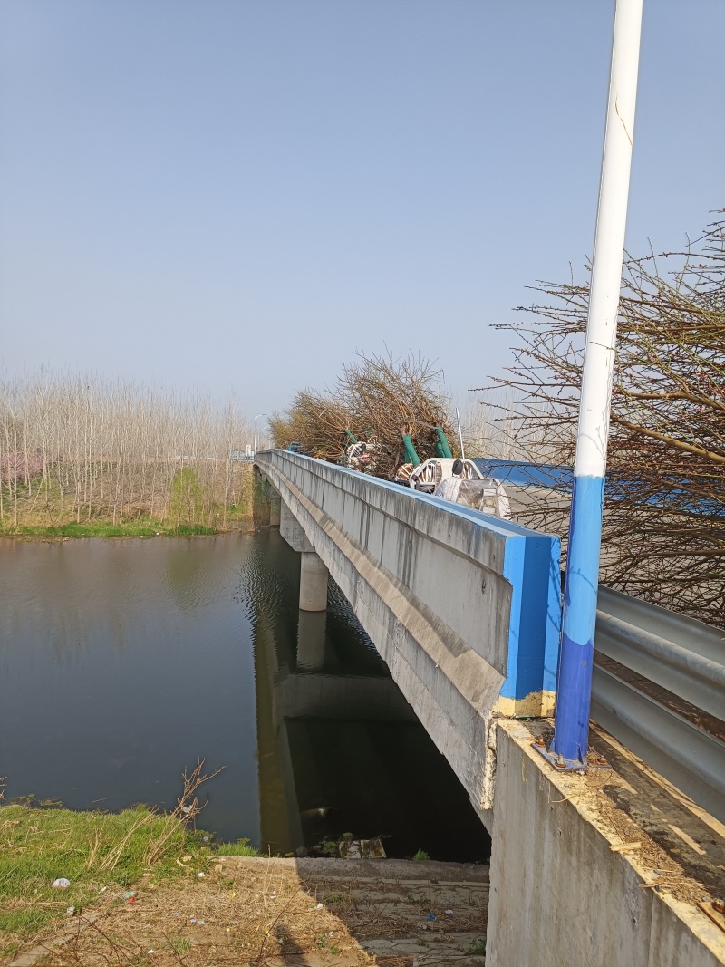 8公分桃树江苏桃树基地