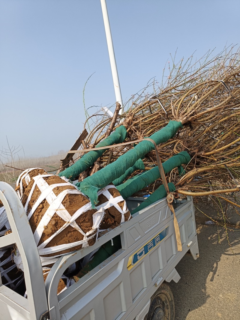 8公分桃树江苏桃树基地