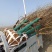 8公分桃树江苏桃树基地