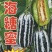 海糖蜜甜瓜种子青皮羊角蜜香瓜种籽绿肉桔瓤口感酥脆春季冰糖