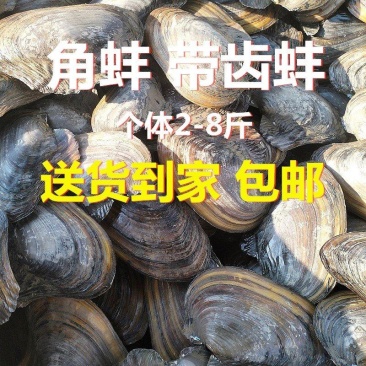 三角河蚌带齿角蚌2斤起大个头肉质白嫩包装100斤湖北产地