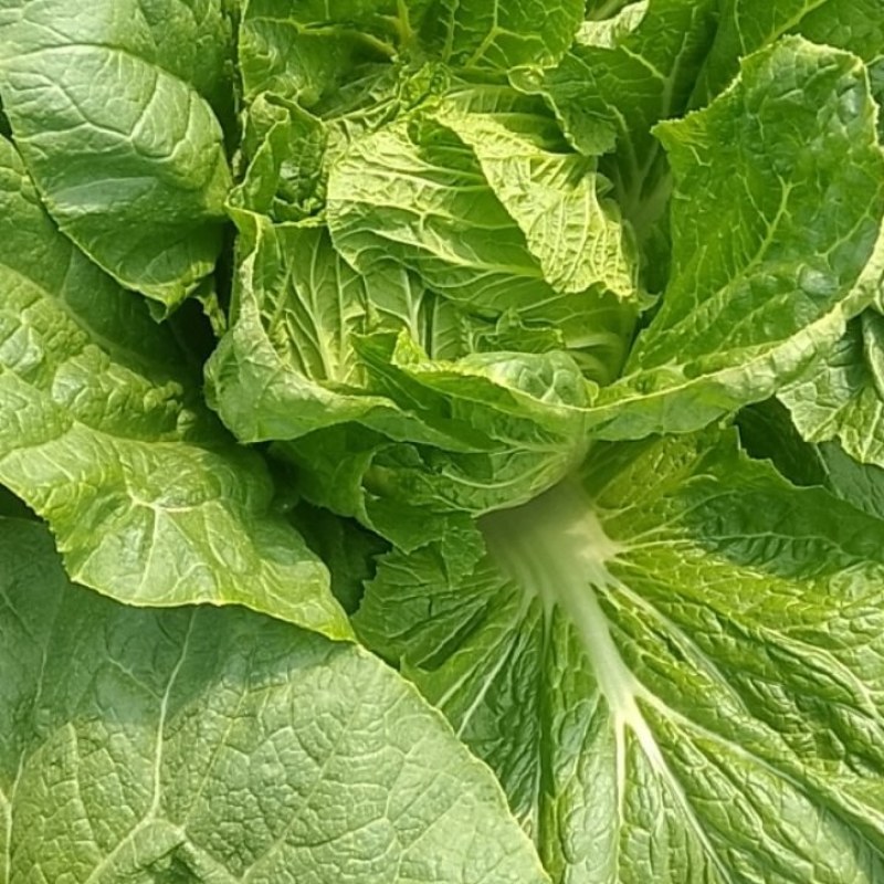 大棚黄心大白菜