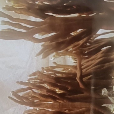云南中药材鹿茸菌