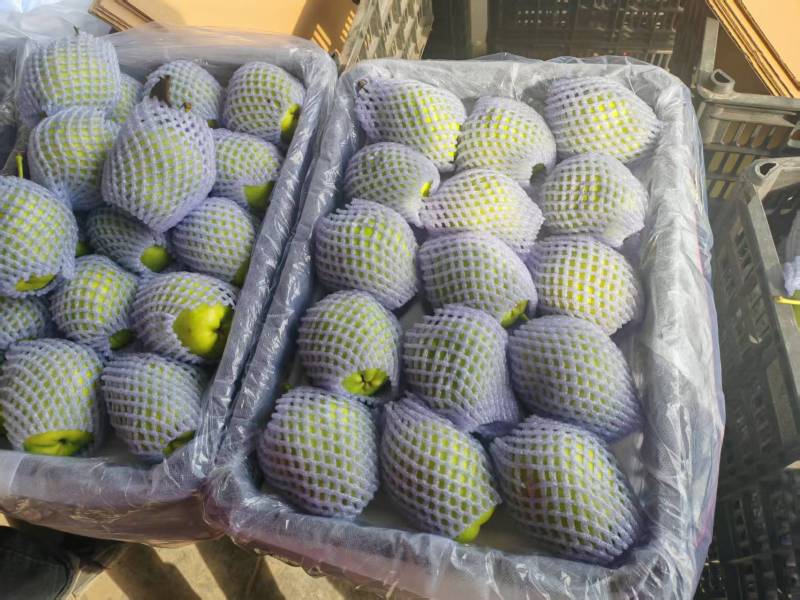 景泰精品早酥梨，口感香甜，皮薄肉厚产地直发对接商超档口