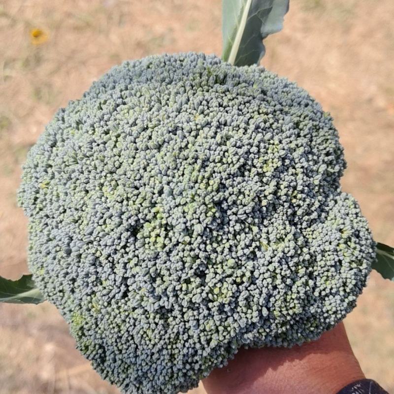 统货西兰花
