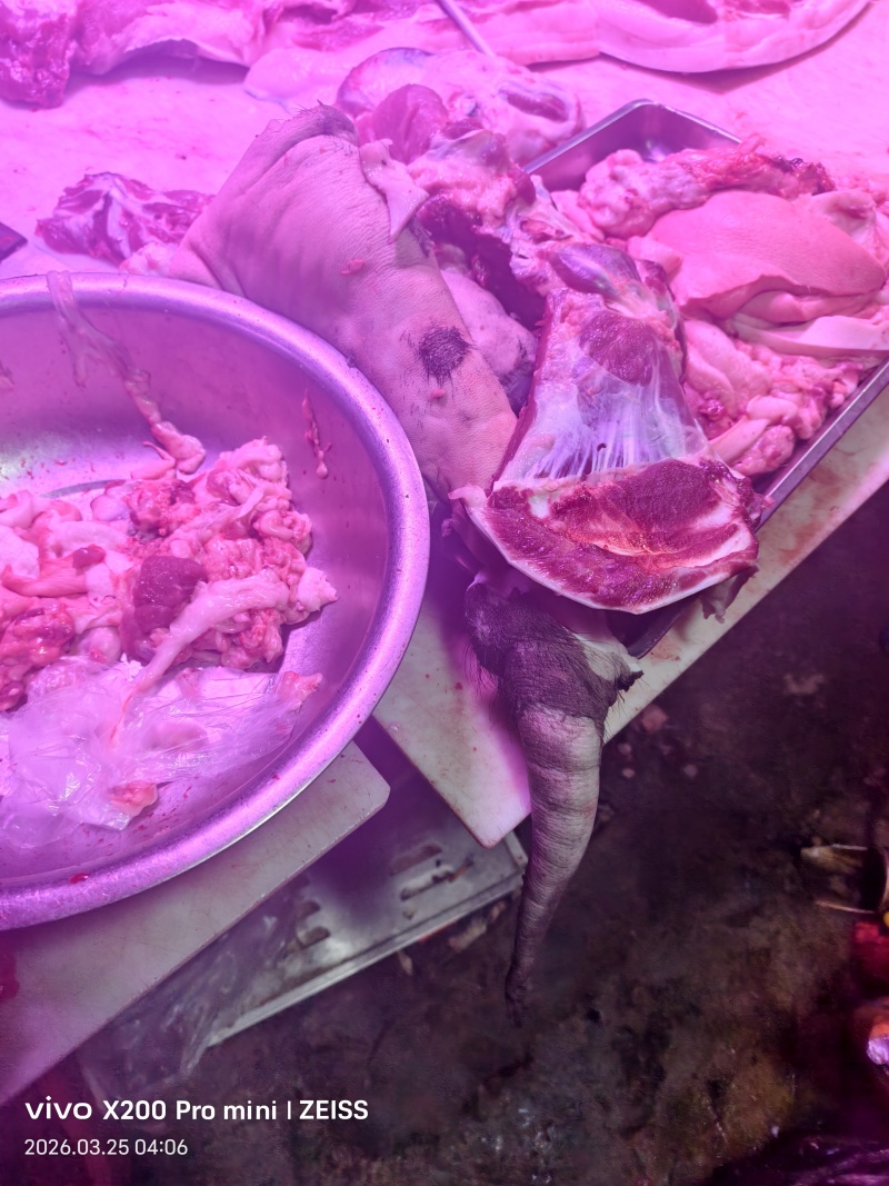 黑猪肉鸿壹农黑土猪品质保证量大从优欢迎来电