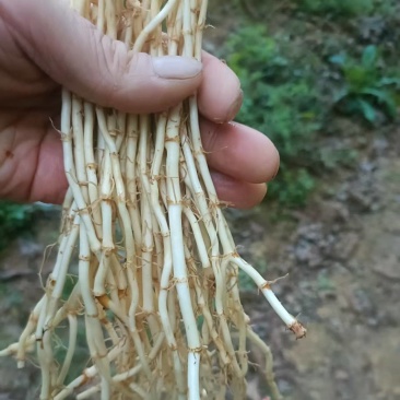 折耳根，鱼腥草