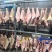 惠州区域猪肉配送农产品有限公司可开发票整猪批零，散件都行