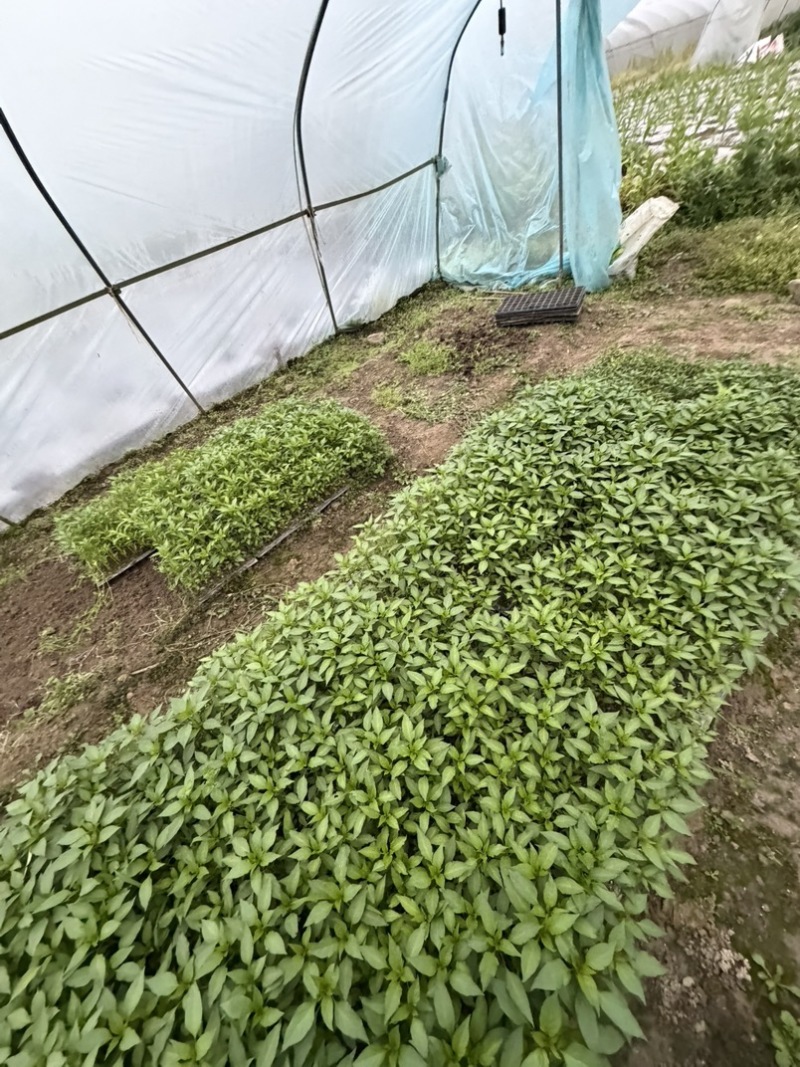 四川遂宁红线椒苗，万多棵便宜