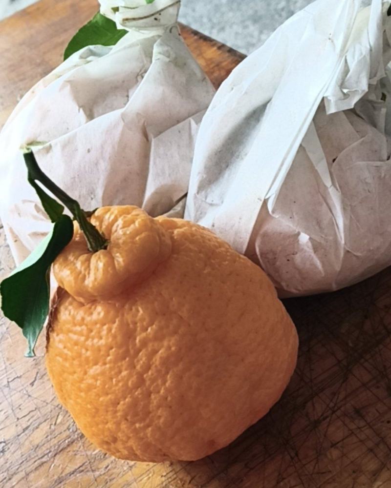 不知火