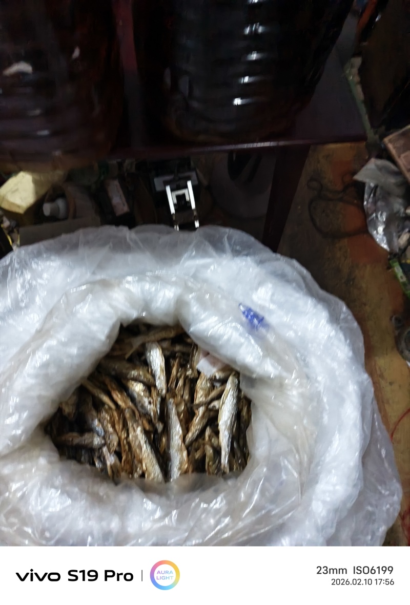 湖南高山原生古茶树山茶油